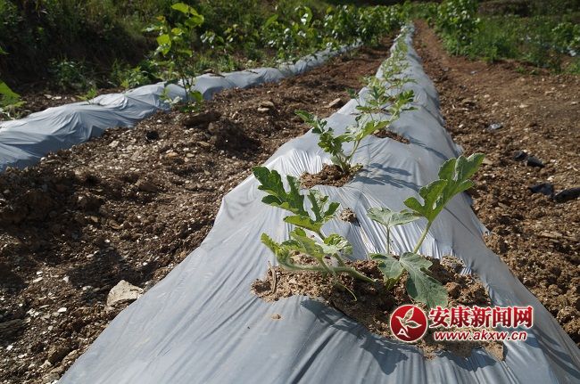 һLϲYֽB@һN ۵ă(yu)|(zh)ƷNĿǰЈϡȱۃrͨƷN.JPG