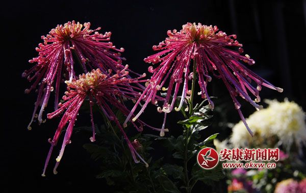 2ջʒɪL(fng)Џ׌c(din)ļ(ji)ˎ׷͜ɫջ_ûF(tun)\涷G׌pĐĿĕ