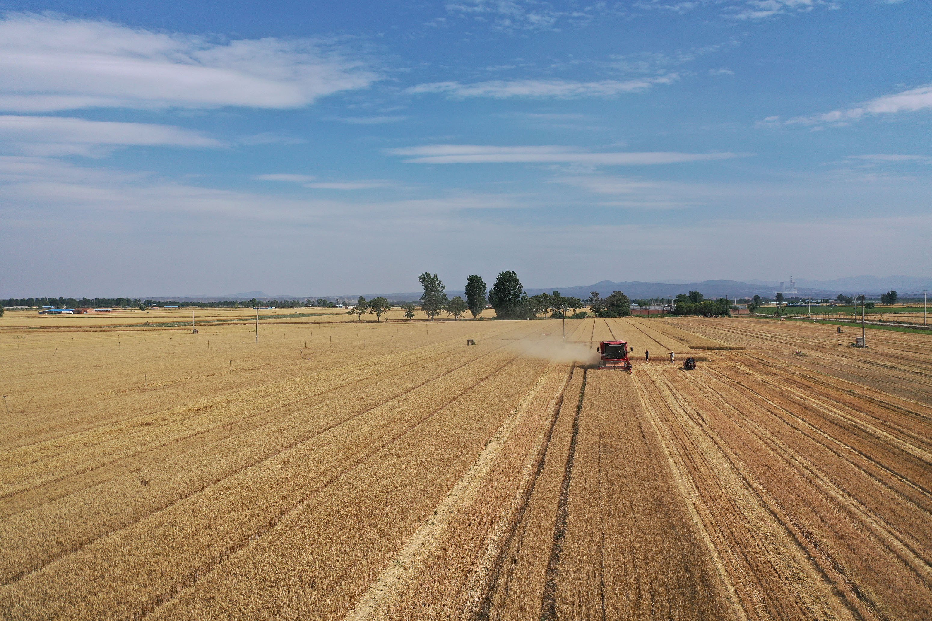 2025年6月3日，河南焦作，溫縣黃河街道灘王莊村農(nóng)民駕駛收割機(jī)收獲小麥。