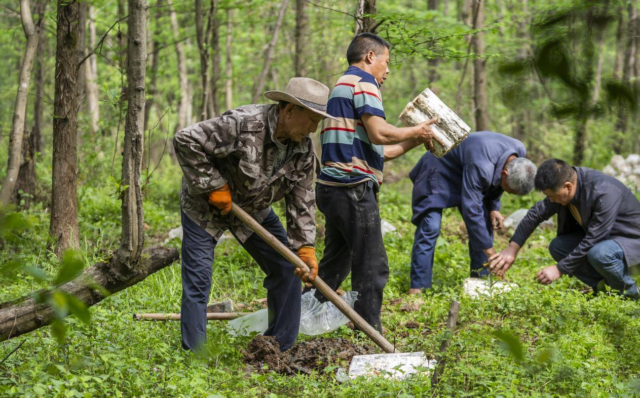 2025年4月16日，江西新余，仙女湖區(qū)河下鎮(zhèn)花園村林場，人們正在搬運、栽植靈芝菌棒。